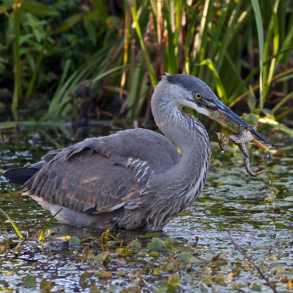Lafayette swamp-blue-heron-lafayette