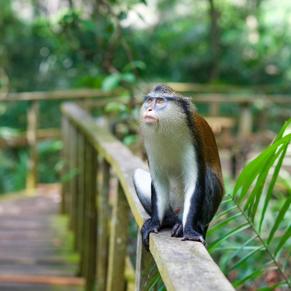 Lagos Tantalus monkey in the Lekki Conservation Centre Lagos Nigeria