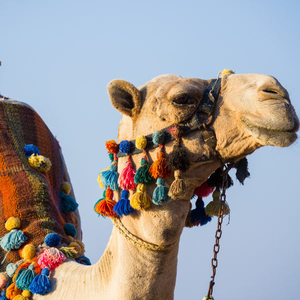 Larnaca colourful tassles on camel