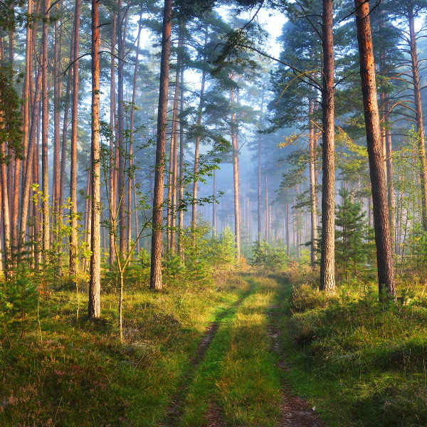 Latvia natural-forests-latvia