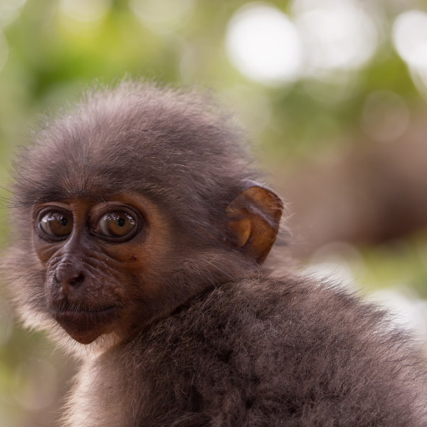 Liberia monkey