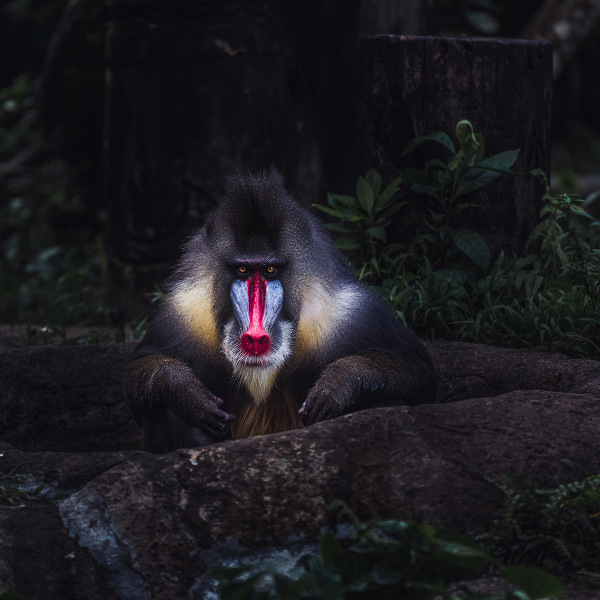 Libreville mandrill primate