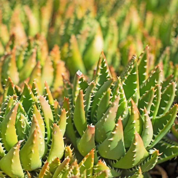 Linz green cactus plant