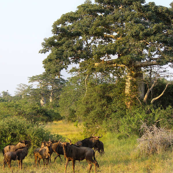 Luanda luanda kissama national park