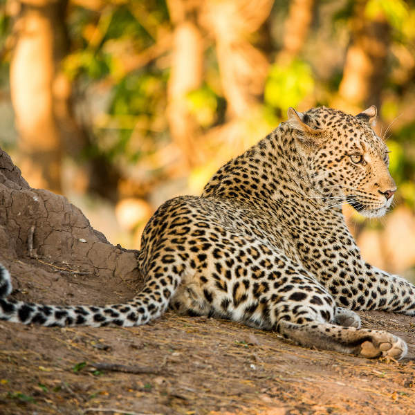 Lusaka lusaka-animals-wild