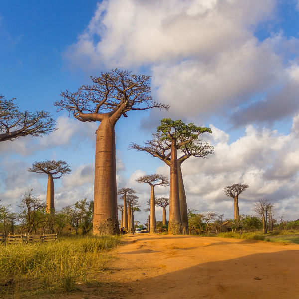 Madagascar baobab streets