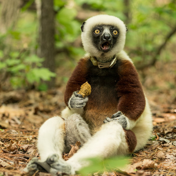 Madagascar lemur eating