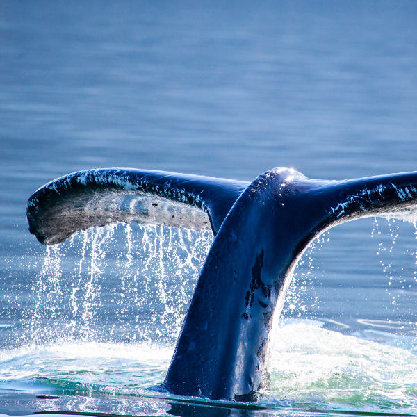 Madeira whale-watching-madeira