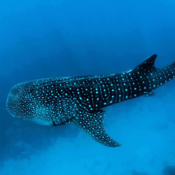 Mafia Island mafia island whale sharks