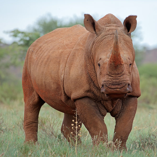 Malawi rhino-wild-malawi