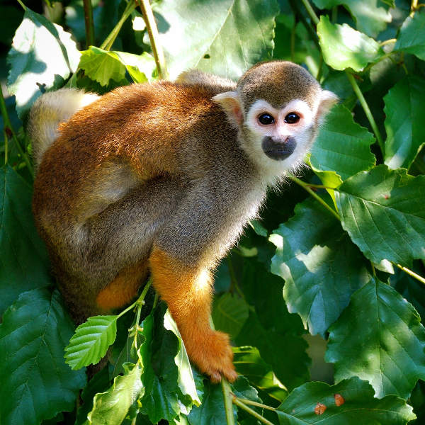 Managua monkey-tropical-managua