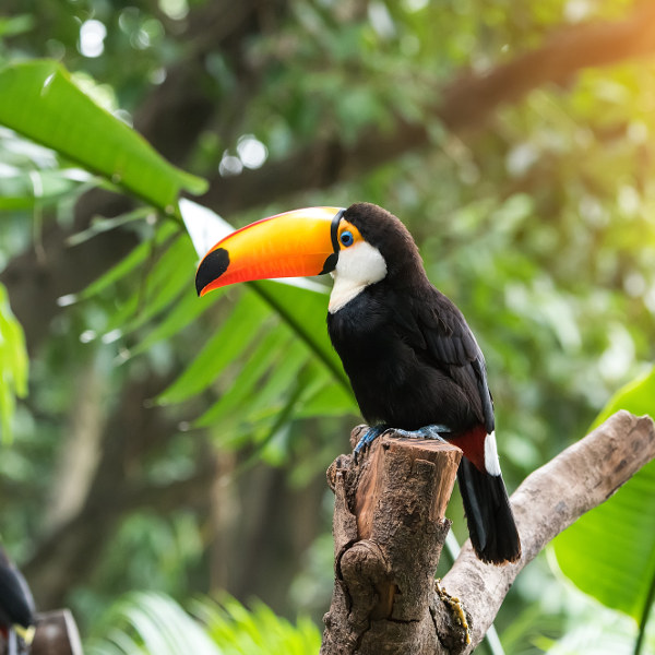 Manaus black tropical bird