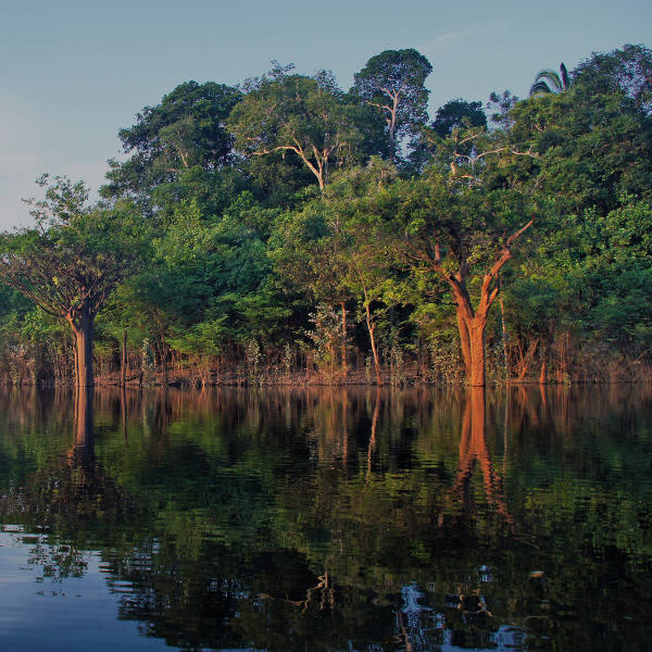 Manaus tree in river