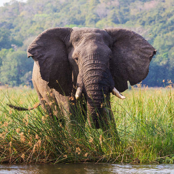 Maputo elephant-reserve-maputo