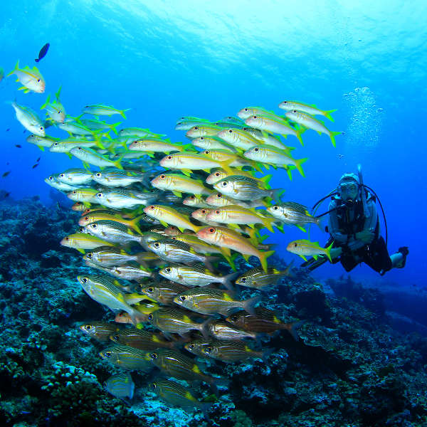 Mariana Islands scuba diving