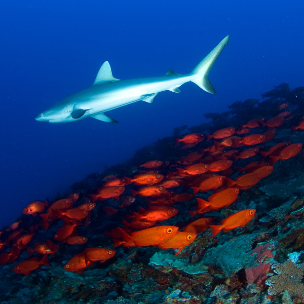 Marshall Islands marshall islands spectacular diving