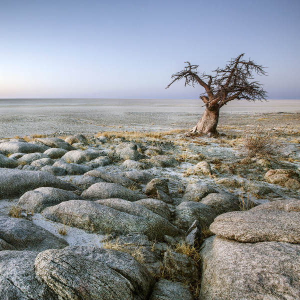 Maun Maun Salt Pans and Tree
