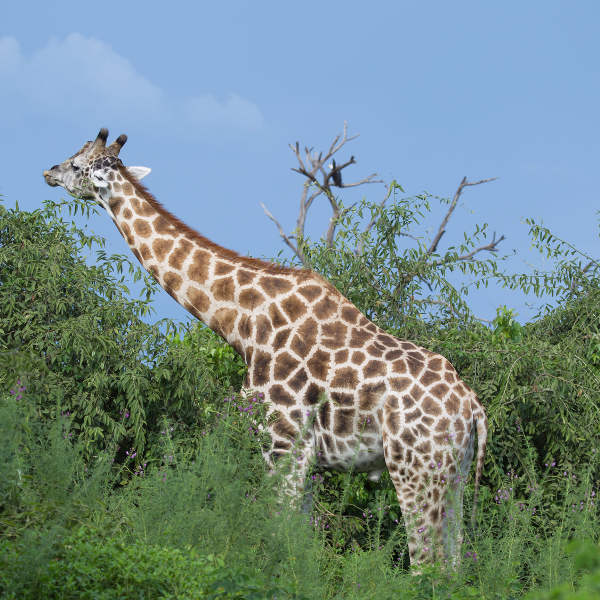 Maun Maun Giraffe