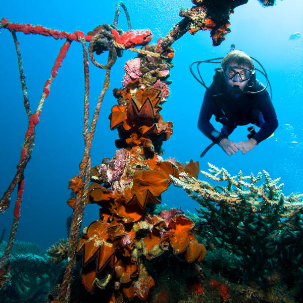 Micronesia micronesia diving