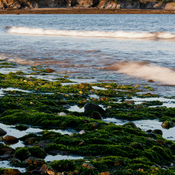 Moncton seaweed waves rocks