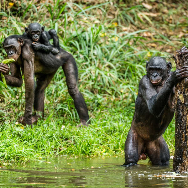 Monrovia Monkey Island Monrovia