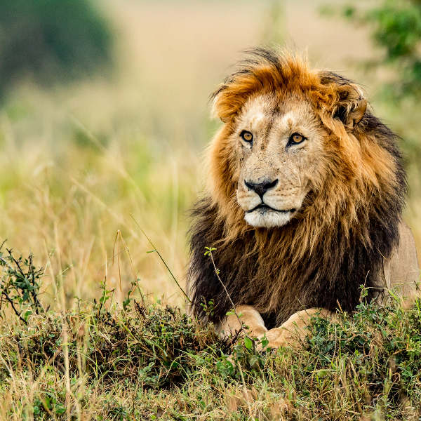 Mozambique lions-wildlife-mozambique