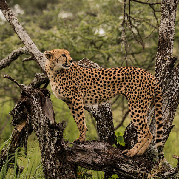 Mwanza safaris
