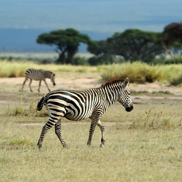 Nairobi Zebras at Nairobi National Park