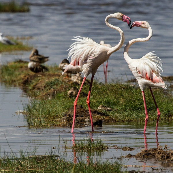 Nakuru lake-nakuru