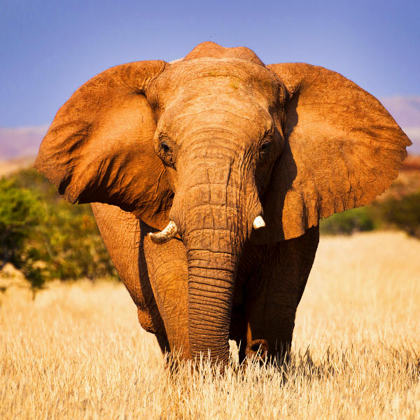 Namibia namibia wilderness safaris