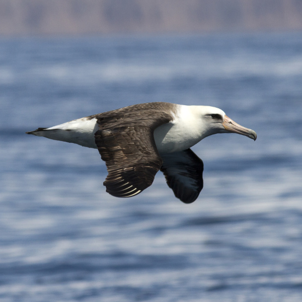 Nauru Laysan Albatross Nauru