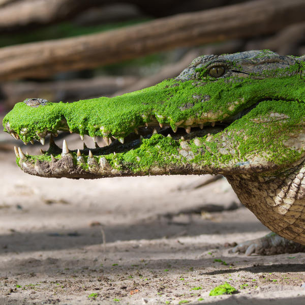 N'Djamena ndjamena west african crocodile