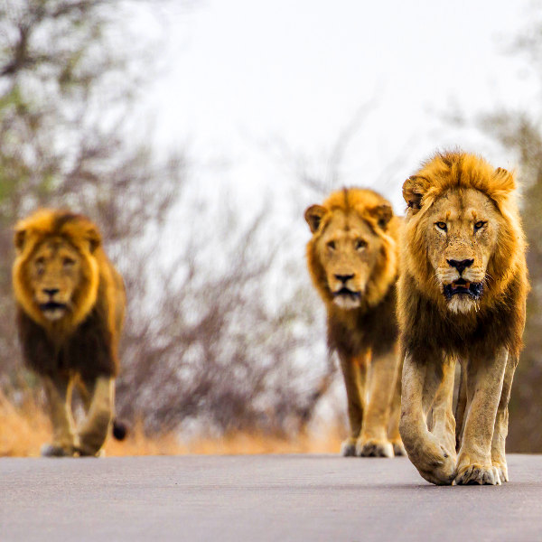 Nelspruit nelspruit kruger national park