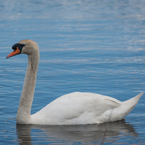 Newport swan in newport wetlands reserve
