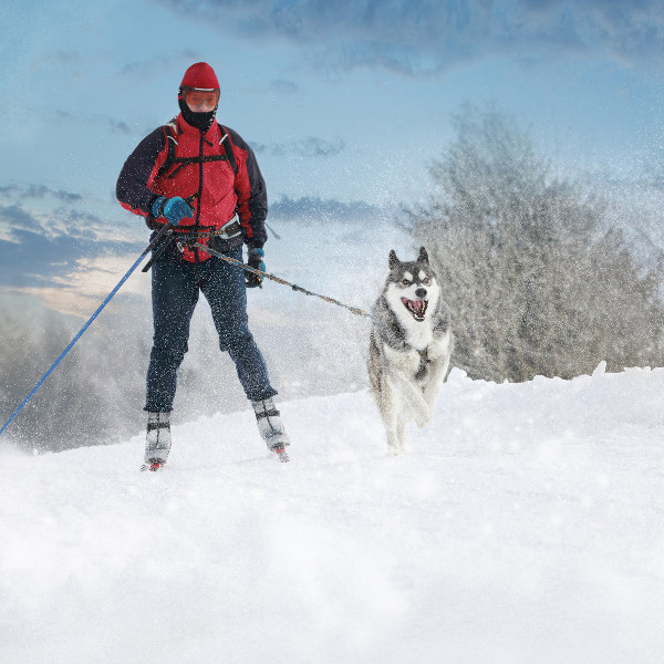 Norway snow dog