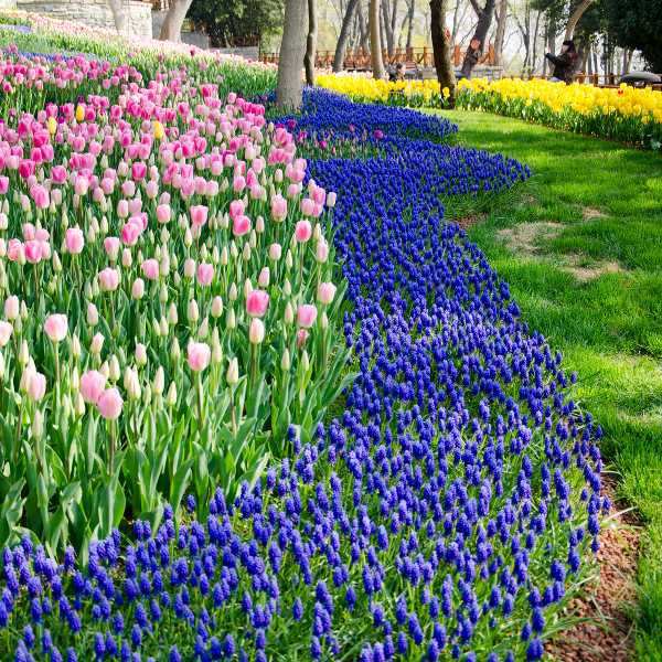 Ottawa Colourful Tulips during festival Ottawa