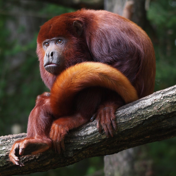 Panama City bronze ape
