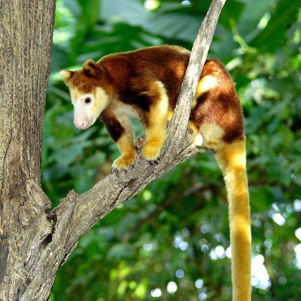 Papua New Guinea papua new guinea unique wildlife