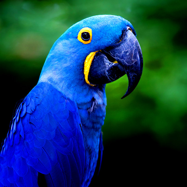 Paraguay paraguay exotic animals