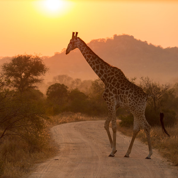 Phalaborwa Giraffe Kruger National Park Phalaborwa