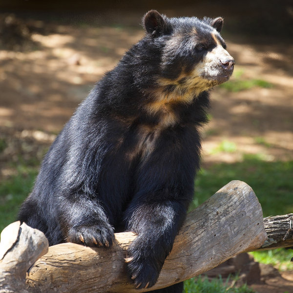 Pittsburgh Andrean Bear Pittsburgh Zoo