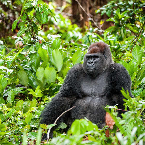 Pointe Noire nature and wildlife
