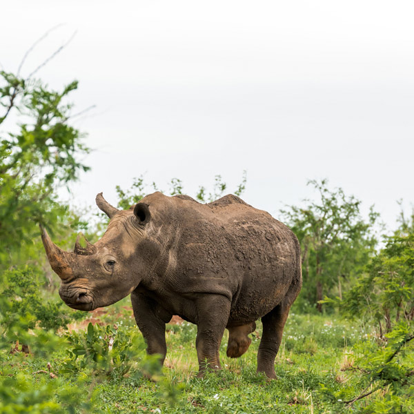 Polokwane Polokwane Game Reserve