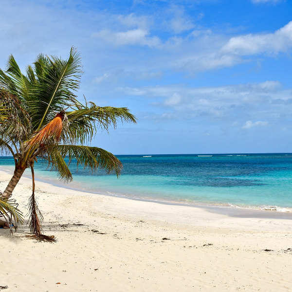 Puerto Rico beach palm tree