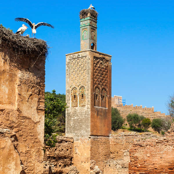 Rabat Storks at Chellah