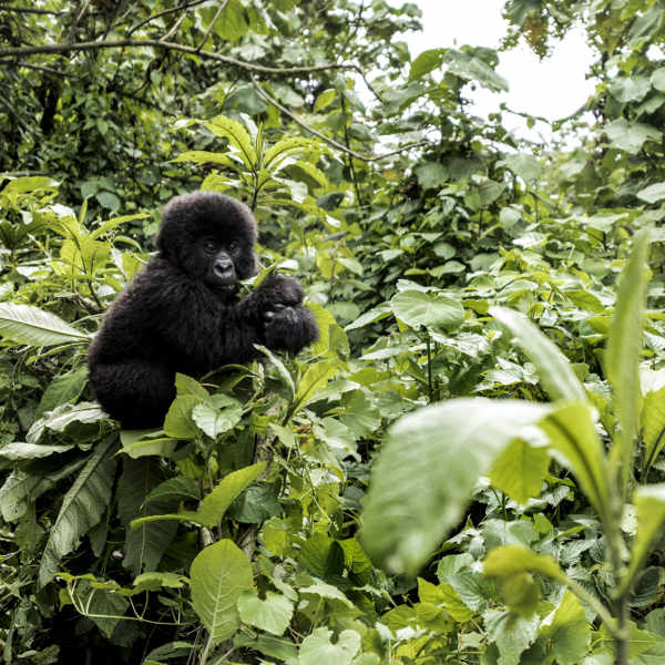 Republic of the Congo gorilla trekking