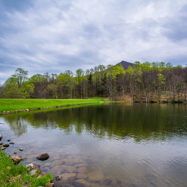 Roanoke lake green grass