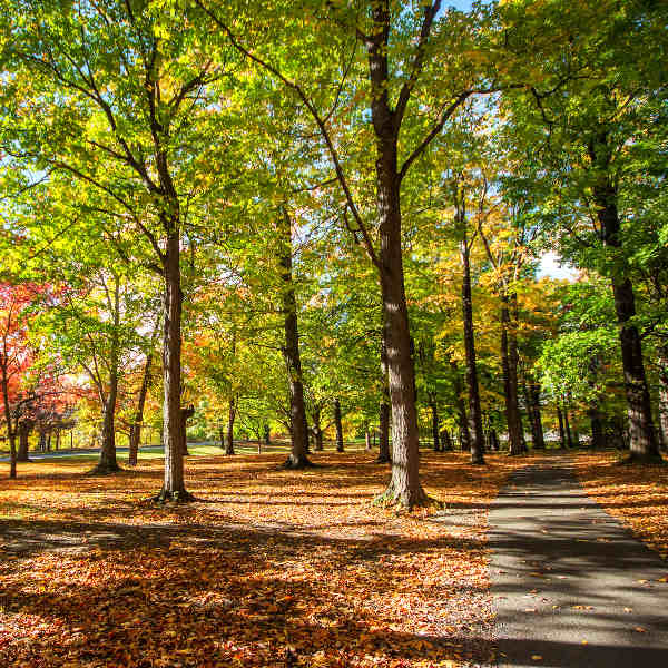 Rochester gravel path trees