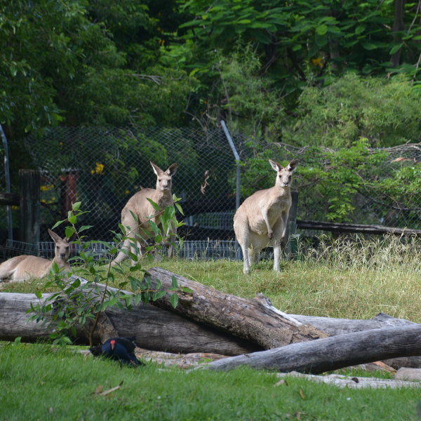 Rockhampton Rockhampton Botanical Garden Kangaroos