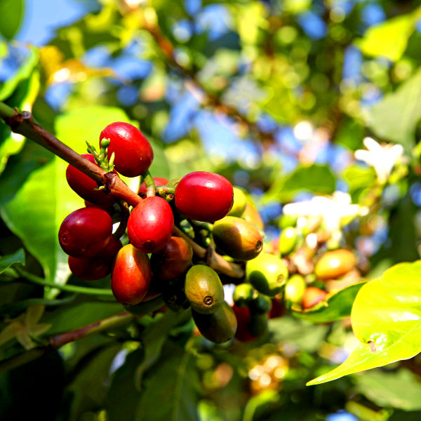 Rwanda rwanda amazing coffee